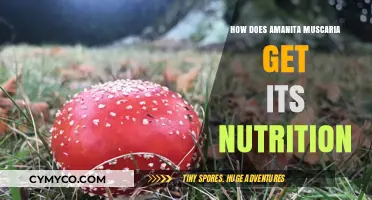 Unveiling the Nutritional Secrets of Amanita Muscaria: A Deep Dive