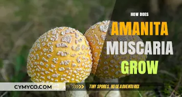 Exploring the Growth Cycle of Amanita Muscaria: A Fascinating Journey