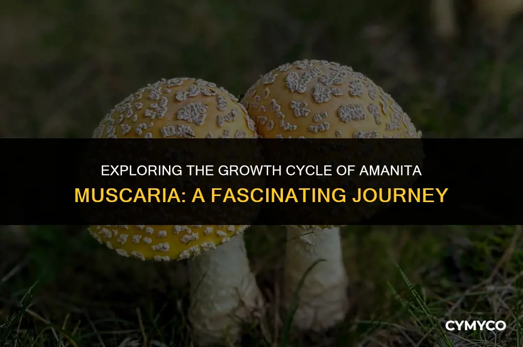 how does amanita muscaria grow