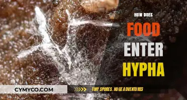 Unveiling the Mysteries: How Food Enters Hyphae in Fungi