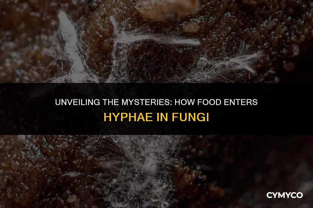 how does food enter hypha