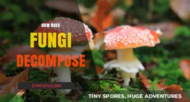Unveiling Nature's Cleanup Crew: The Fascinating World of Fungal Decomposition
