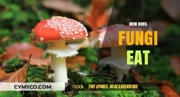 The Fascinating Feast: How Fungi Decompose and Nourish