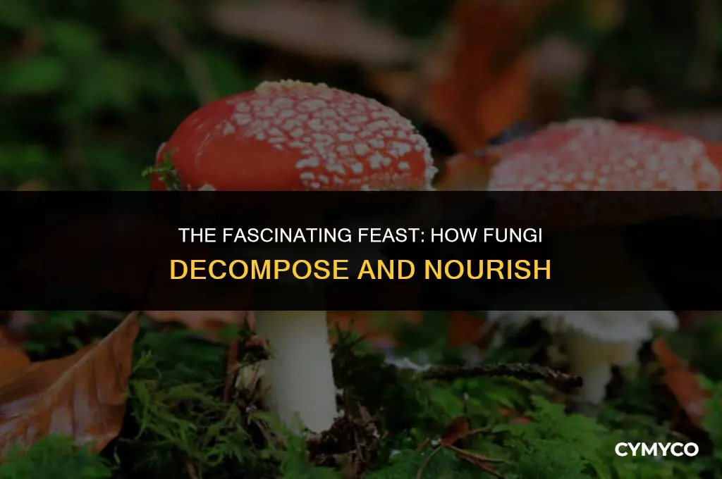 how does fungi eat