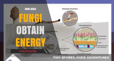Unveiling the Mysteries: How Fungi Harness Energy in Nature