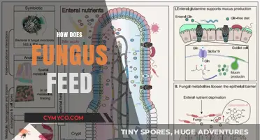 Unveiling the Mysteries: How Fungi Feed and Thrive