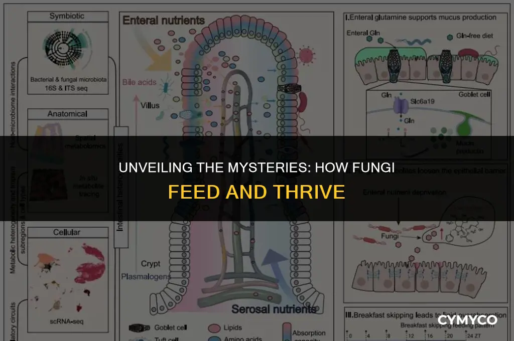 how does fungus feed