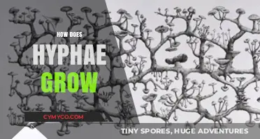 Exploring the Fascinating Growth Patterns of Hyphae: A Microscopic Journey
