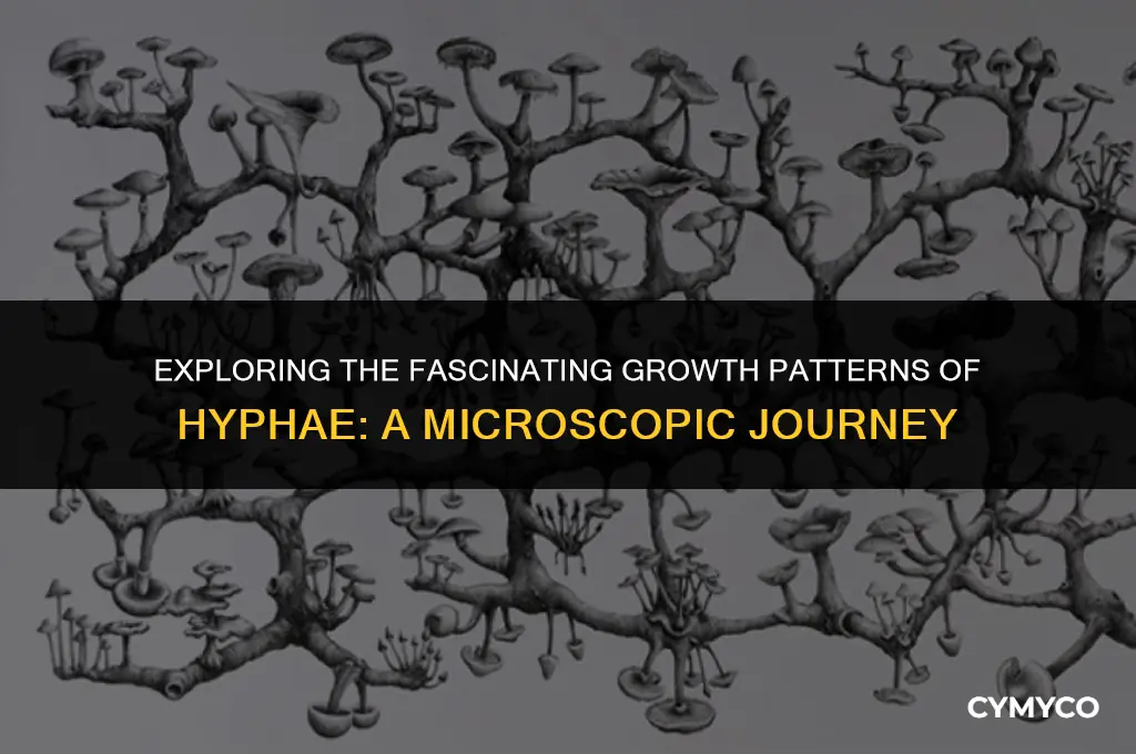 how does hyphae grow
