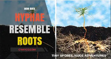 Exploring the Intricate Similarities Between Hyphae and Roots