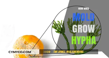 Unveiling the Microscopic World: How Mold Propagates Through Hyphae