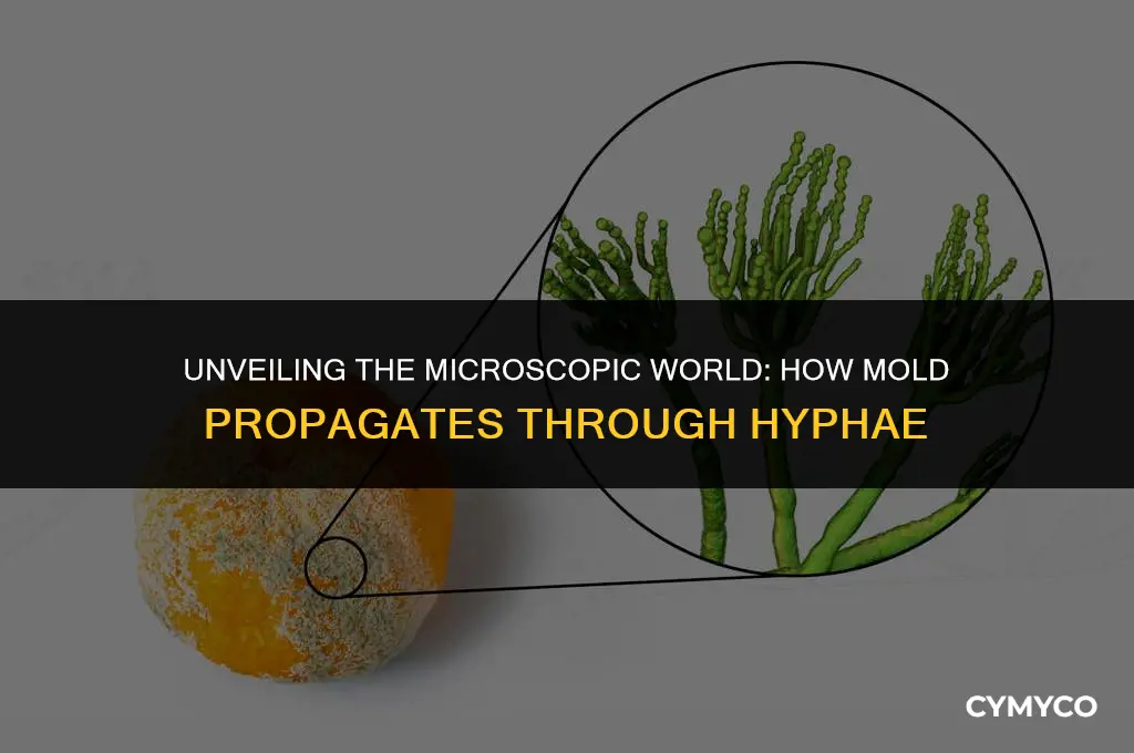 how does mold grow hypha
