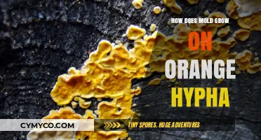 Unveiling the Mysteries: Mold Growth on Orange Hypha Explained