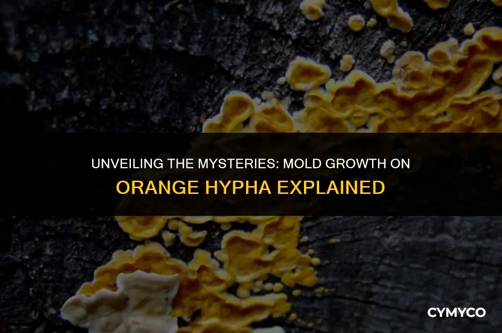 how does mold grow on orange hypha
