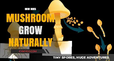 From Spores to Harvest: The Natural Growth Cycle of Mushrooms