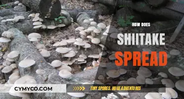 The Fascinating Journey of Shiitake: How This Mushroom Spreads and Thrives