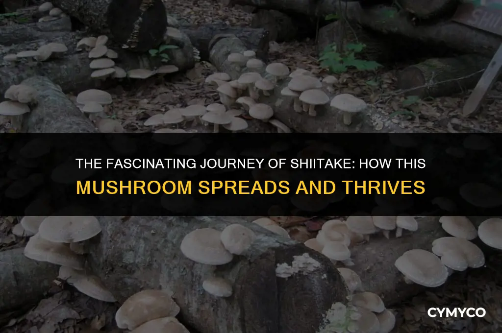 how does shiitake spread