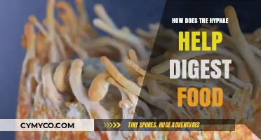 Unveiling the Role of Hyphae in Food Digestion: A Microscopic Journey