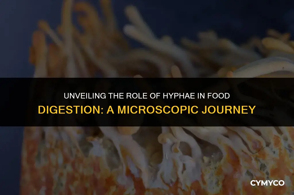 how does the hyphae help digest food