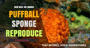 The Fascinating Reproduction Cycle of the Orange Puffball Sponge