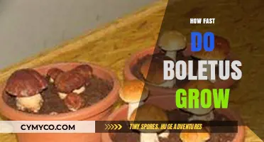 From Tiny Spores to Plump Delights: The Rapid Growth of Boletus Mushrooms