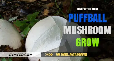 From Tiny Spores to Giant Puffballs: A Fascinating Growth Journey