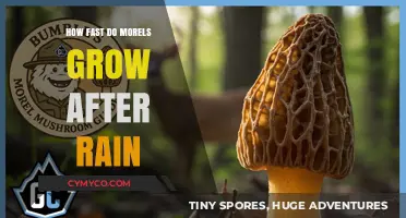Morel Mushroom Growth Surge: Post-Rain Timelines and Factors Explained