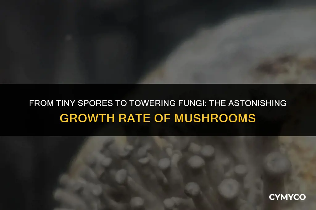 how fast do mushrooms grow