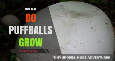 From Tiny to Tremendous: The Rapid Growth of Puffballs