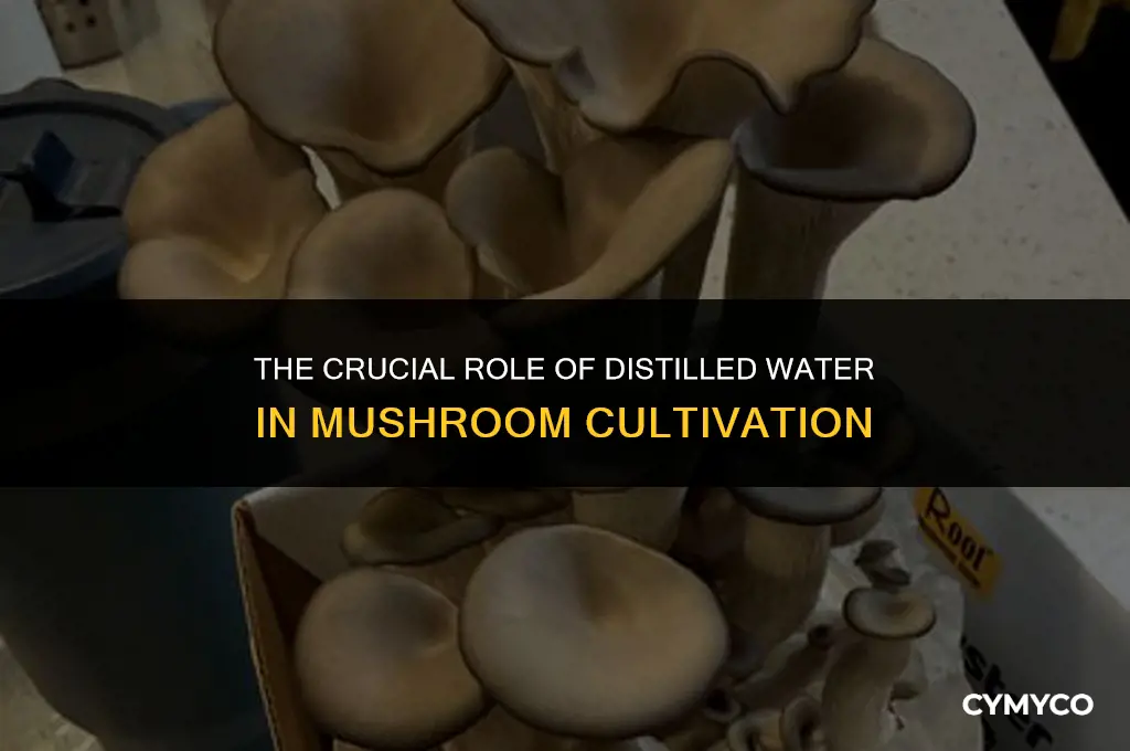 how important is it to use distilled water for mushrooms