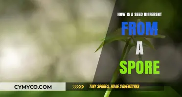 Exploring the Key Differences Between Seeds and Spores