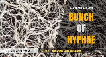 Exploring the Fascinating World of Hyphae: A Beginner's Guide