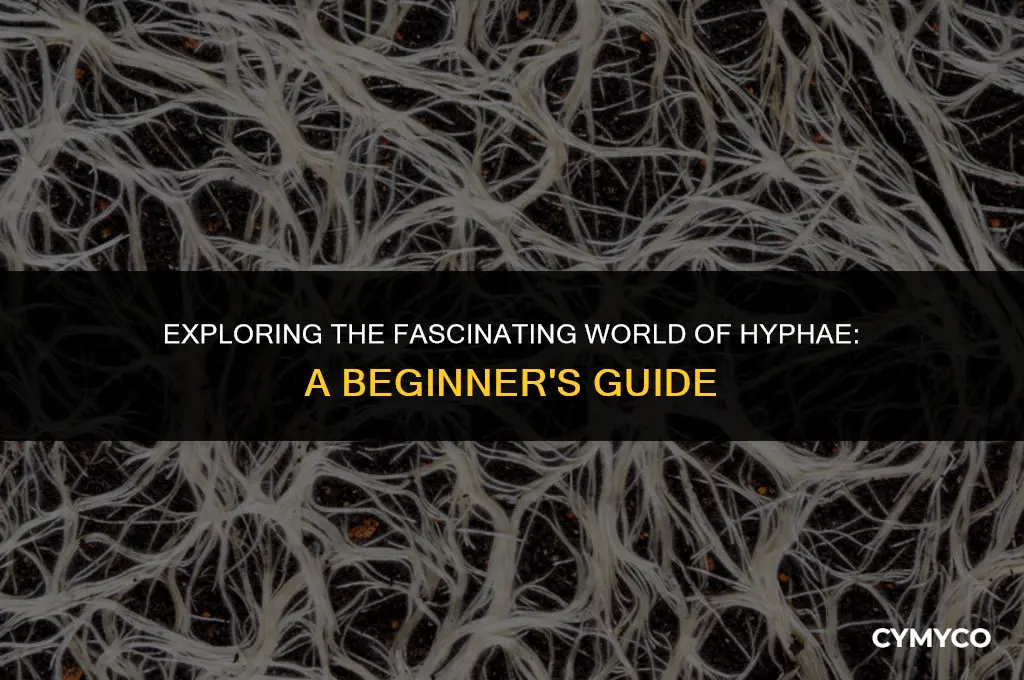 how is call you have bunch of hyphae