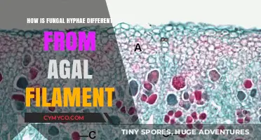 Exploring the Distinctions: Fungal Hyphae vs. Algal Filaments