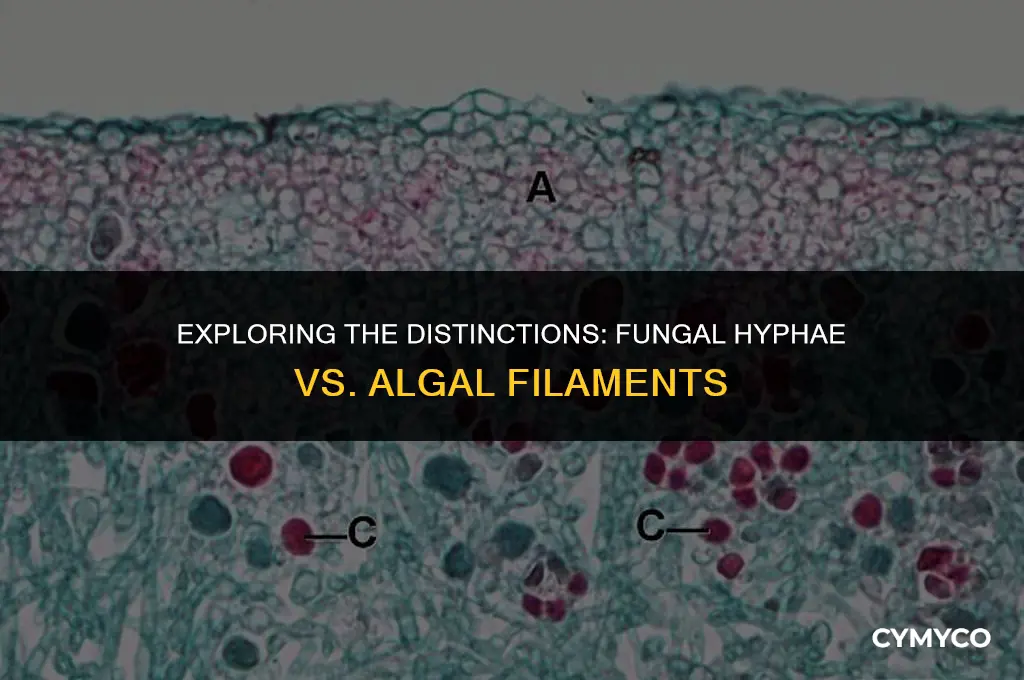how is fungal hyphae different from agal filament