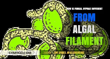 Exploring the Unique Structures: Fungal Hyphae vs. Algal Filaments