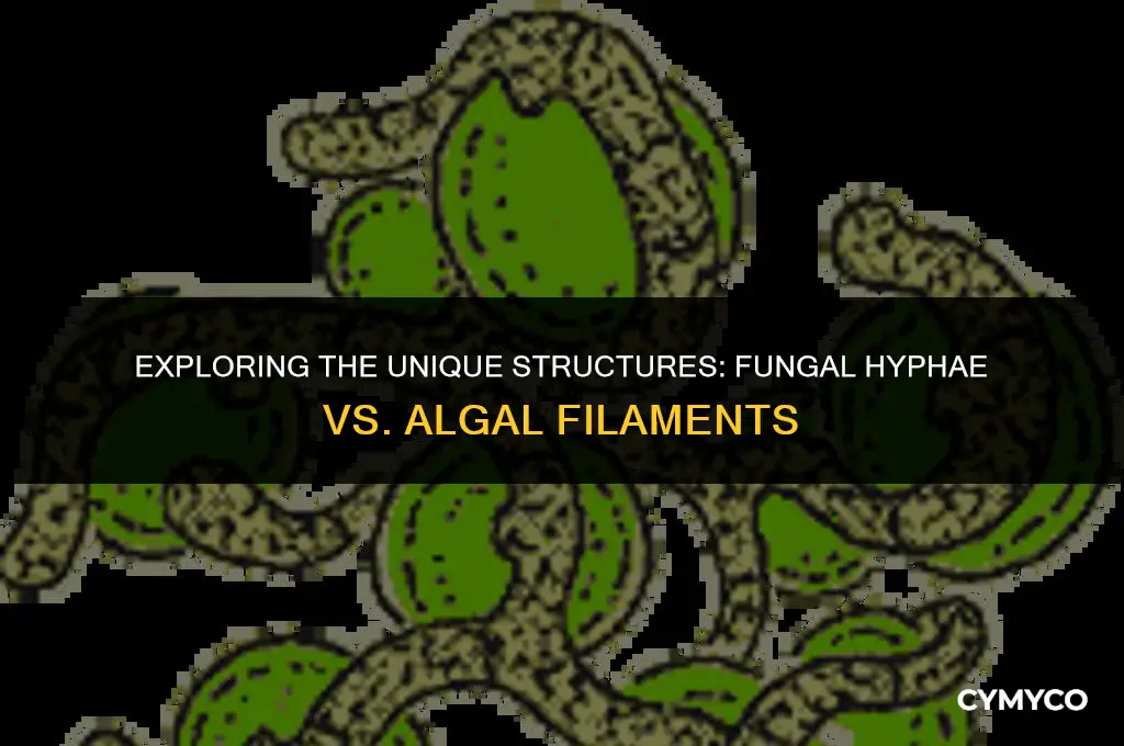 how is fungal hyphae different from algal filament