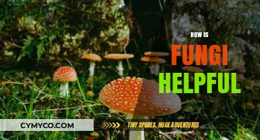 Unlocking Nature's Secrets: The Surprising Benefits of Fungi
