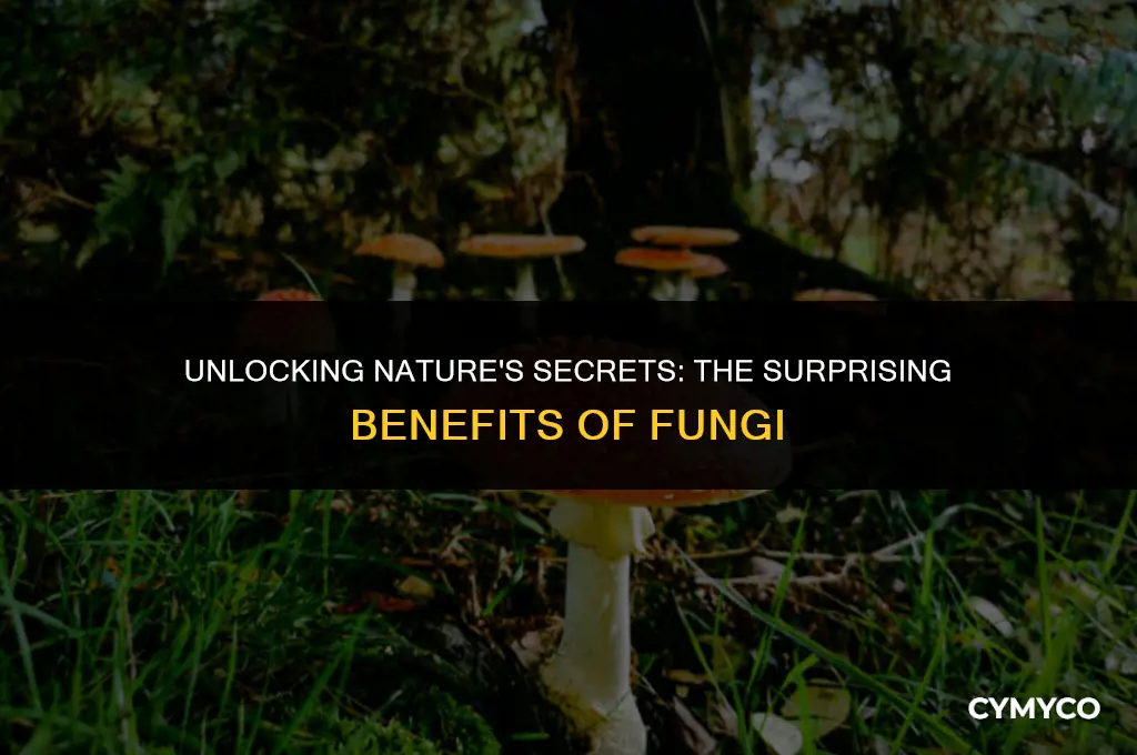 how is fungi helpful