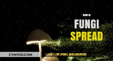 Exploring the Fascinating World of Fungi: How They Spread and Thrive