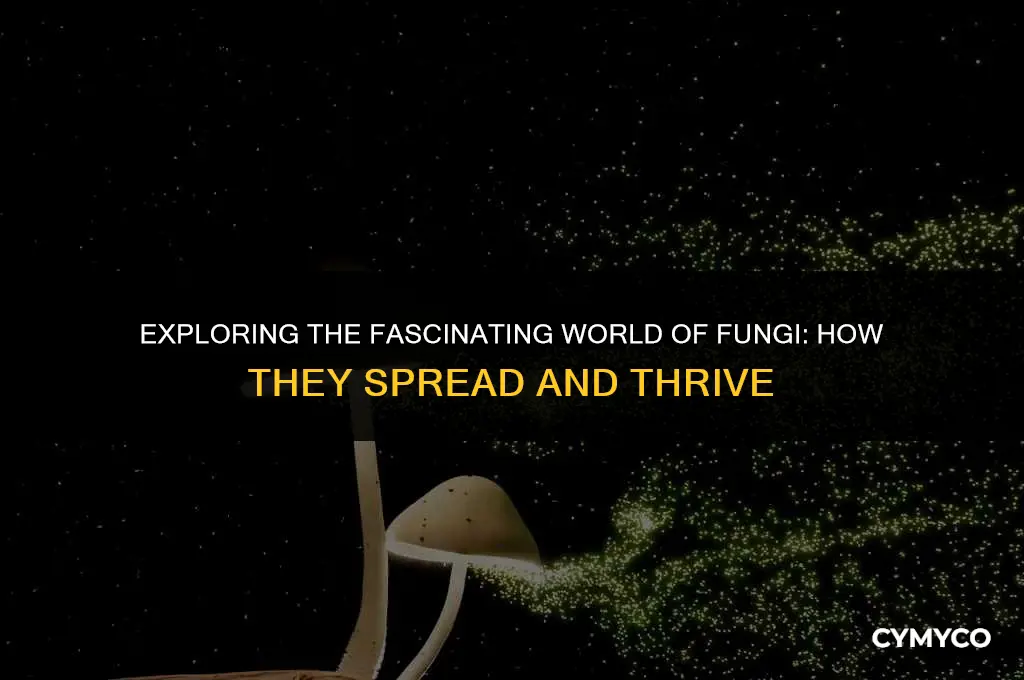 how is fungi spread