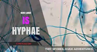 Exploring the Microscopic World: The Surprising Size of Hyphae