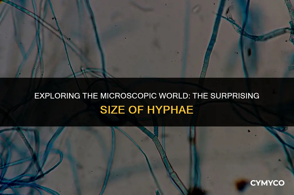 how large is hyphae
