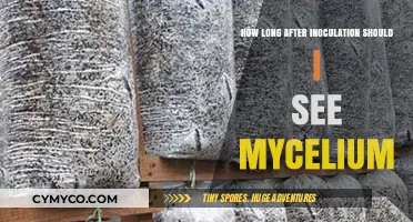 When to Expect Mycelium Growth After Inoculation: A Timeline Guide