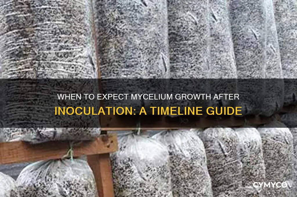 how long after inoculation should i see mycelium
