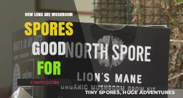 Shelf Life of Mushroom Spores: How Long Do They Remain Viable?