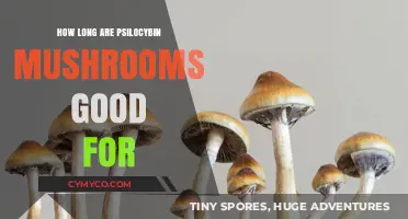 Exploring the Shelf Life of Psilocybin Mushrooms: A Comprehensive Guide