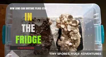 Freshness Unveiled: The Ultimate Guide to Storing Shiitake Plugs