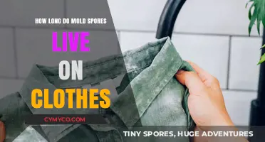 Mold Spores on Clothes: Lifespan and Effective Removal Tips