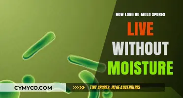How Long Can Mold Spores Survive Without Moisture?
